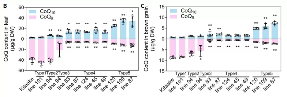 CoQ9 and CoQ10 contents in 4-week-old leaf (B) and in brown grain (C) of T1 edited Kitaake rice plants grown in green house.